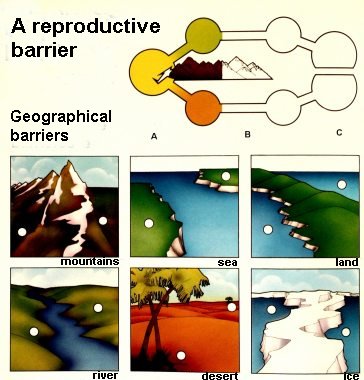 Speciation