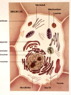 Cel met organellen