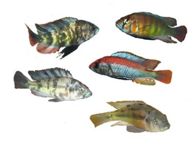 Cichlids