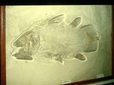 Coelacanth