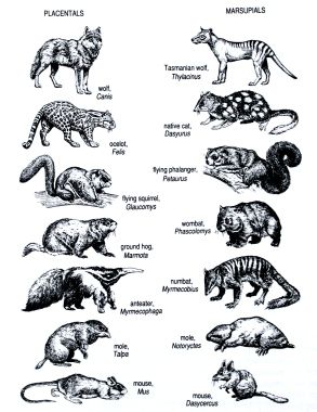 Convergente evolutie 