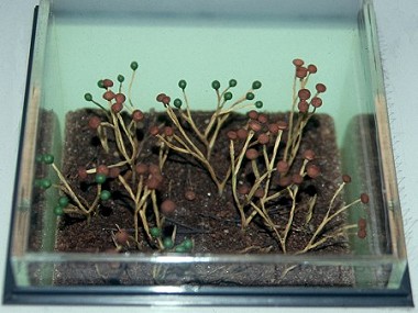 Reconstructie van Cooksonia