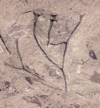 Cooksonia pertoni