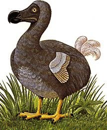 De dodo was een endemische soort
