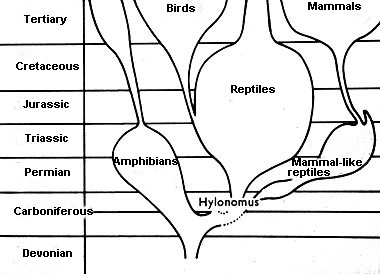 Tree of the vertebrates