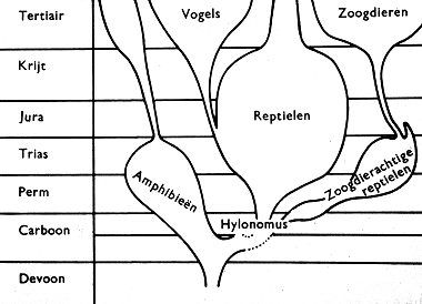 Stamboom gewervelde dieren