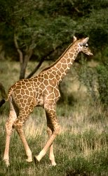 Giraffe