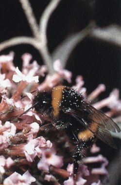 Hommel