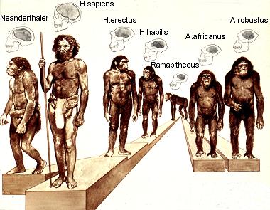 Stamboom Homo