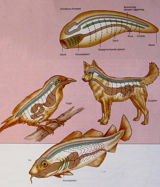 Kenmerken gewervelde dieren