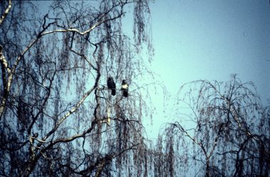 Albinokauw