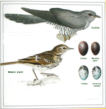 Cuckoo