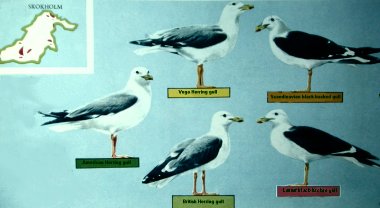 Gull's circle