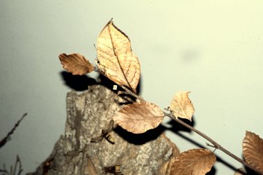 Gecamoufleerde vlinder