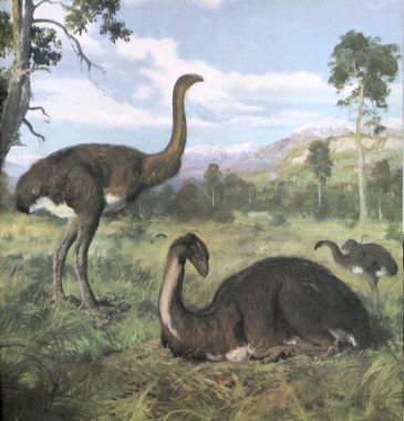 Moa's