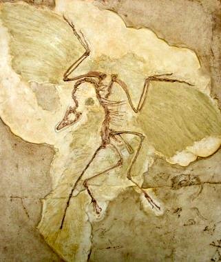 De oervogel Archaeopterix