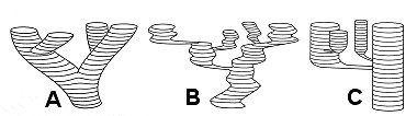 Soorten evolutieprocessen