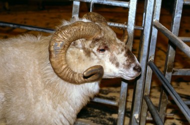 Schots schaap