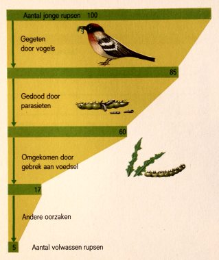 Natuurlijke selectie bij de vink