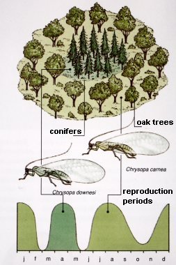 Sympatric speciation
