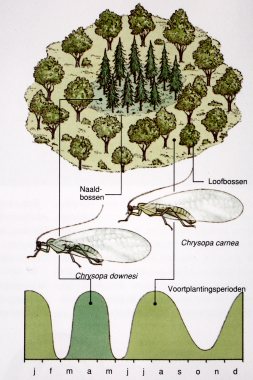 Sympatrische soortvorming