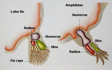 Lobe fin and leg