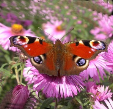 Mimicry