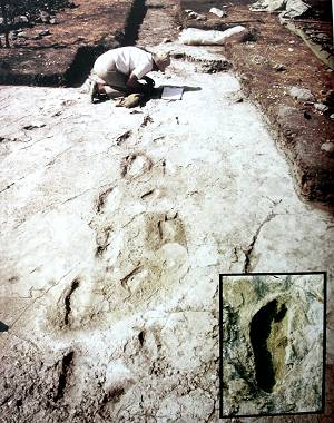 Voetspoor van Australalopithecus afarensis