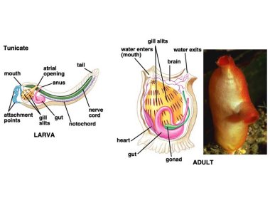 Sea squirt and larva