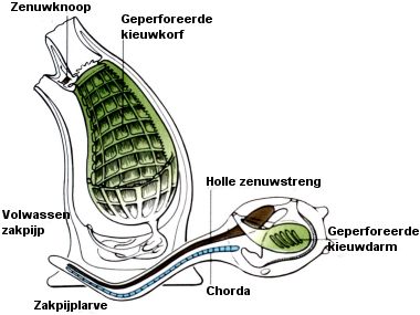 Zakpijp en larve