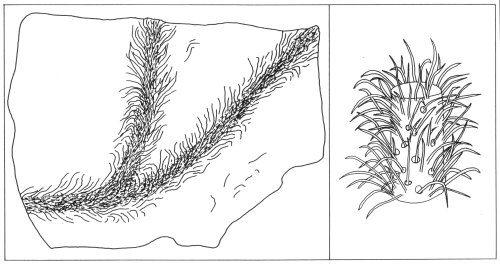 Baragwanathia