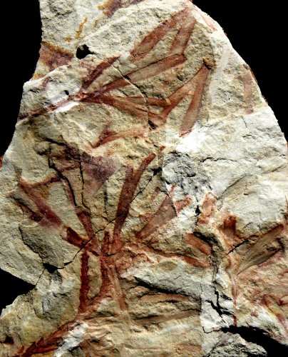 Ginkgoites muensteriana