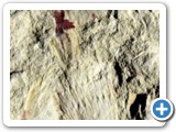 Equisetites muensteri