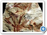 Ginkgoites (Baiera) taeniata