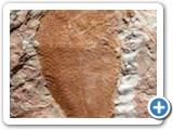 Piroconites kuespertii