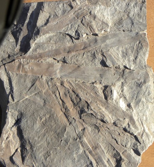 Desmiophyllum gothanii