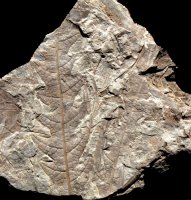 Dictyophyllum