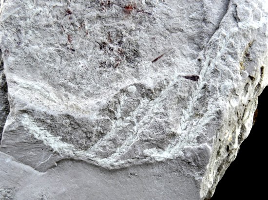 Hirmeriella muensteri