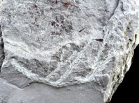 Hirmeriella