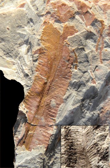 Marattiopsis intermedia