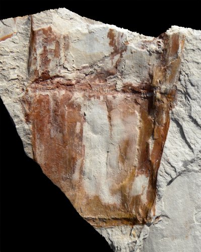 Neocalamites lehmannianus