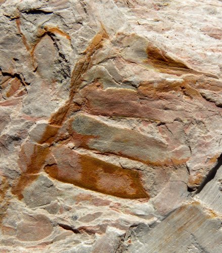 Otozamites brevifolius