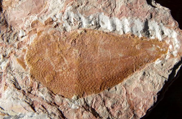 Piroconites kuespertii