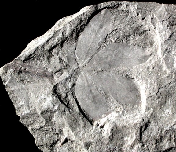 Sagenopteris nilssoniana