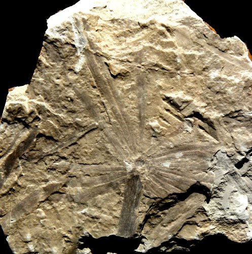 Schizoneura carcinoides