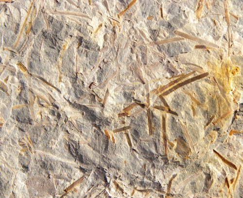 Schizolepis liasokeuperina