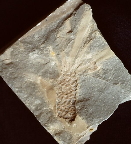 Schmeissneria microstachys