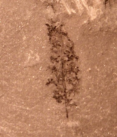 Stachyopitys preslii