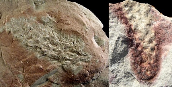 Swedenborgia benkertii
