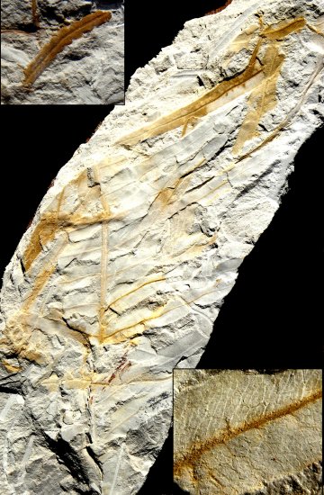 Thaumatopteris brauniana